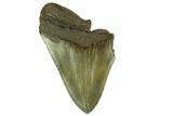 Partial Fossil Megalodon Tooth - South Carolina #126375-1